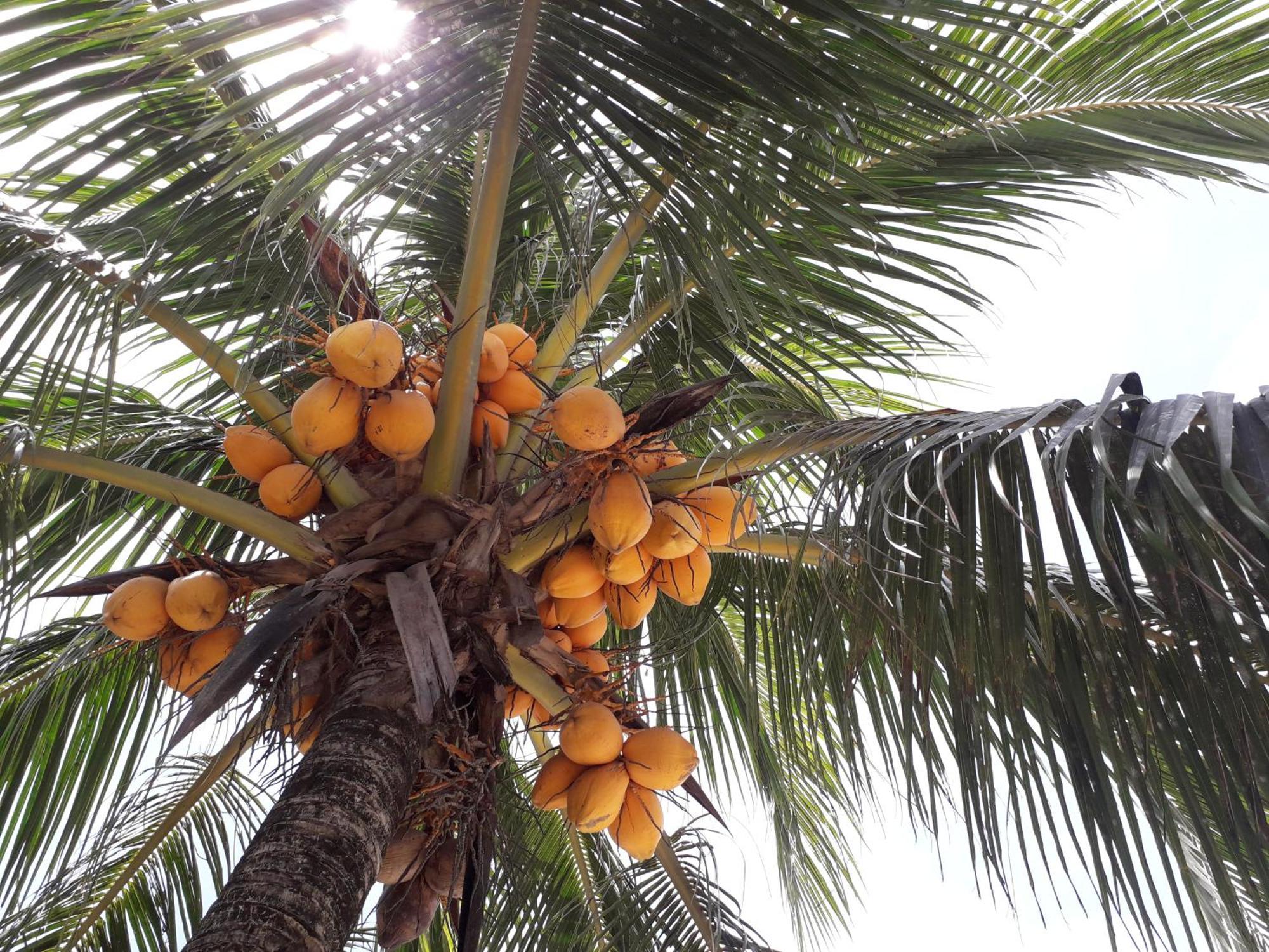Chislyk Inn El Nido Dış mekan fotoğraf